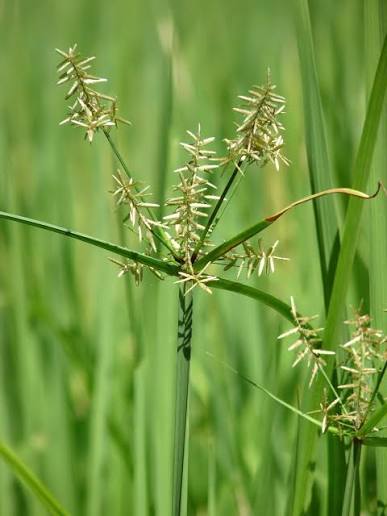 Cyperus Rotundus Oil